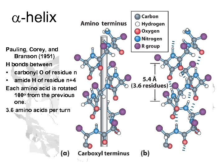a-helix Pauling, Corey, and Branson (1951) H bonds between • carbonyl O of residue