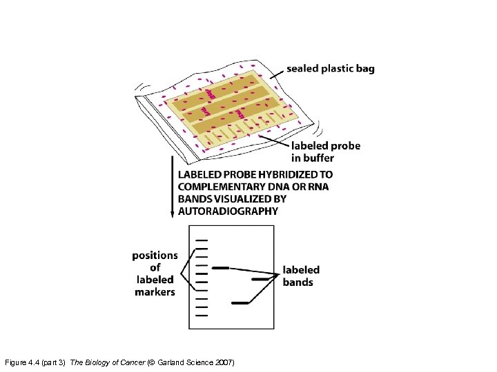 Figure 4. 4 (part 3) The Biology of Cancer (© Garland Science 2007) 