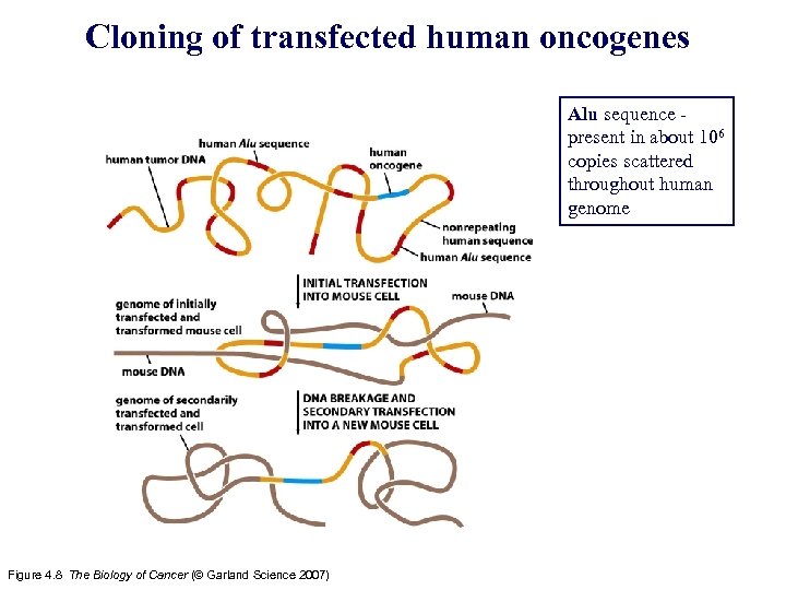 Cloning of transfected human oncogenes Alu sequence present in about 106 copies scattered throughout