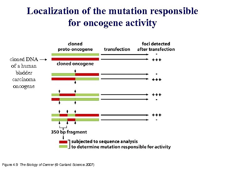 Localization of the mutation responsible for oncogene activity cloned DNA of a human bladder