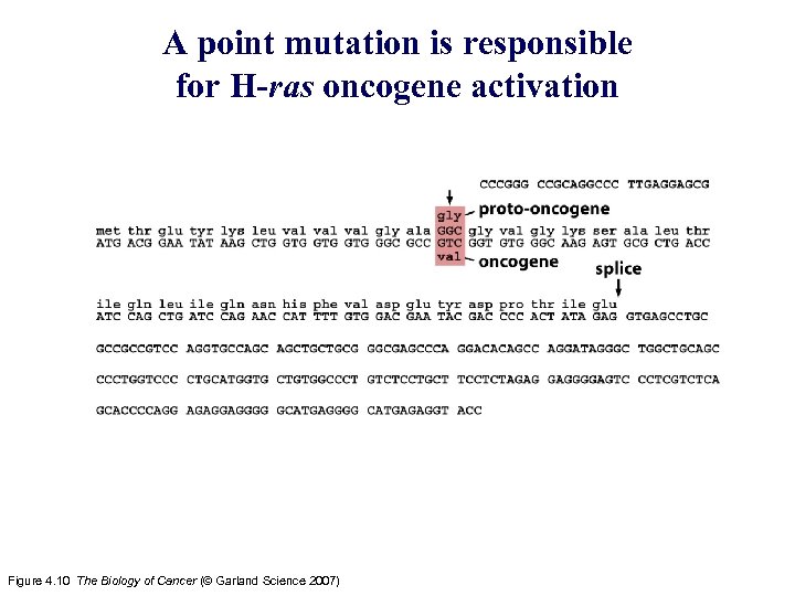 A point mutation is responsible for H-ras oncogene activation Figure 4. 10 The Biology