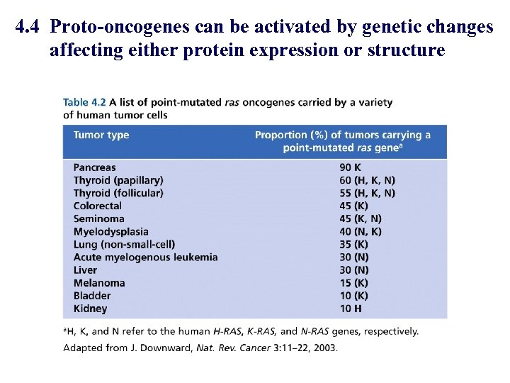 4. 4 Proto-oncogenes can be activated by genetic changes affecting either protein expression or