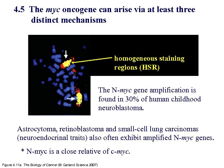 4. 5 The myc oncogene can arise via at least three distinct mechanisms homogeneous