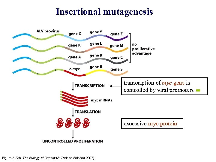 Insertional mutagenesis transcription of myc gene is controlled by viral promoters excessive myc protein