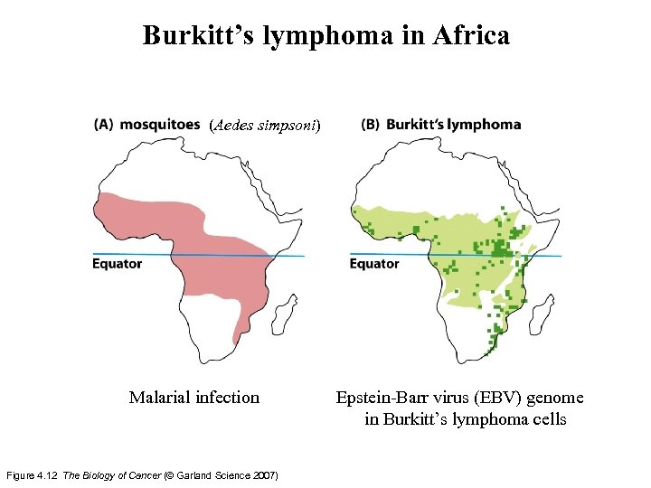 Burkitt’s lymphoma in Africa (Aedes simpsoni) Malarial infection Figure 4. 12 The Biology of