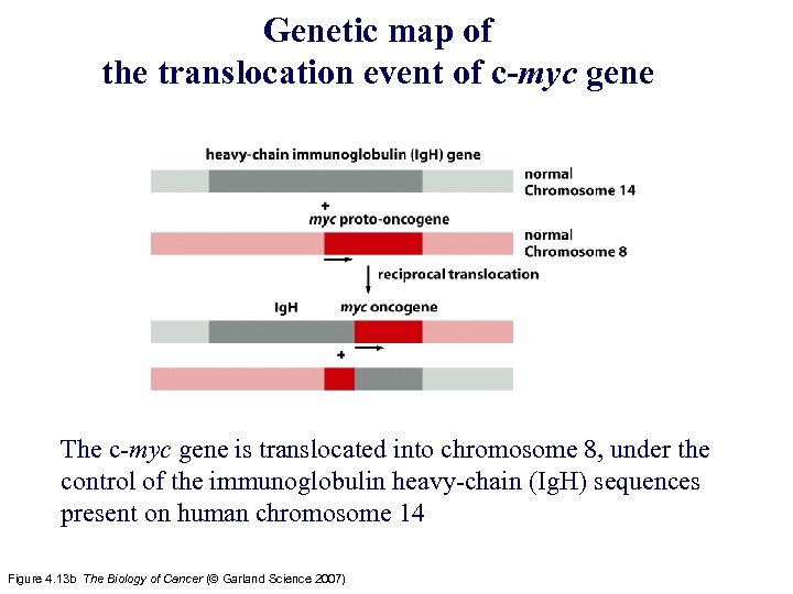 Genetic map of the translocation event of c-myc gene The c-myc gene is translocated