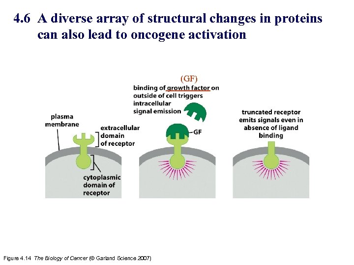 4. 6 A diverse array of structural changes in proteins can also lead to