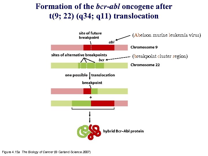 Formation of the bcr-abl oncogene after t(9; 22) (q 34; q 11) translocation (Abelson