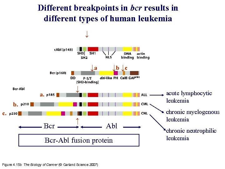 Different breakpoints in bcr results in different types of human leukemia ↓ ↓a ↓b