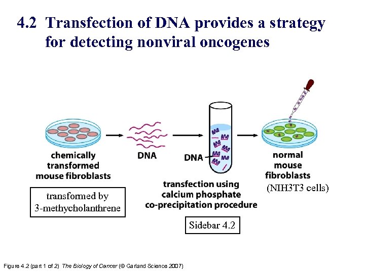 4. 2 Transfection of DNA provides a strategy for detecting nonviral oncogenes (NIH 3