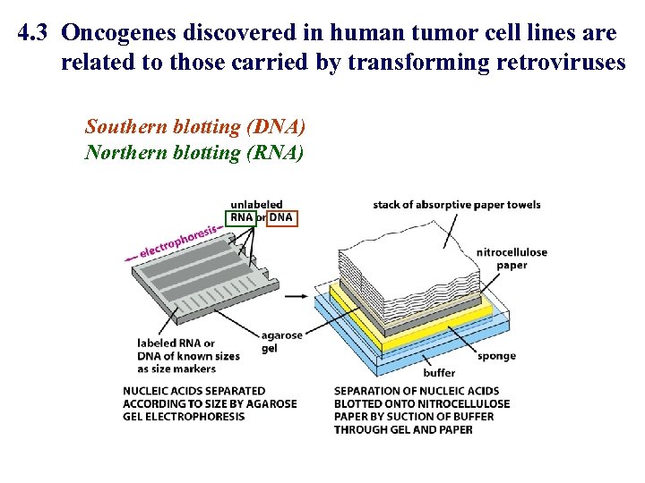 4. 3 Oncogenes discovered in human tumor cell lines are related to those carried