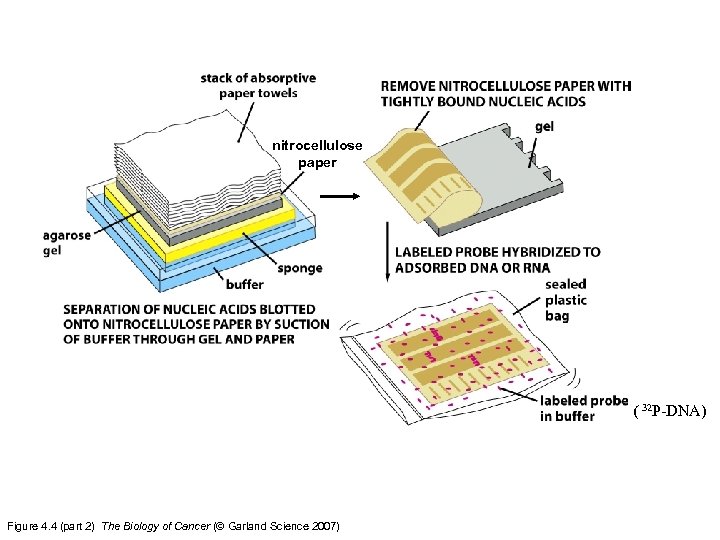 nitrocellulose paper ( 32 P-DNA) Figure 4. 4 (part 2) The Biology of Cancer