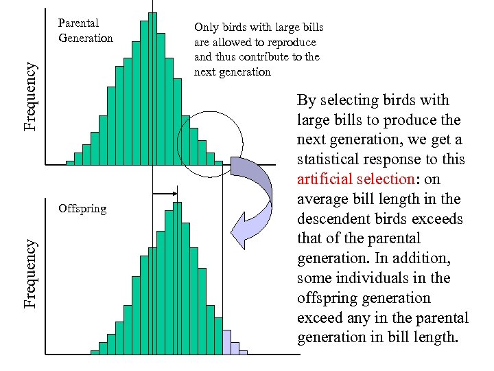 Frequency Parental Generation Frequency Offspring Only birds with large bills are allowed to reproduce