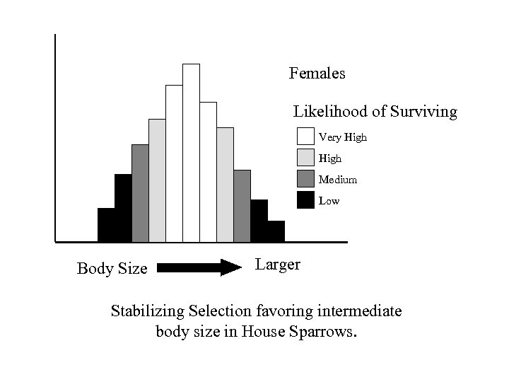 Females Likelihood of Surviving Very High Medium Low Body Size Larger Stabilizing Selection favoring