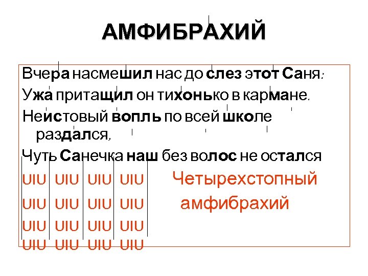 АМФИБРАХИЙ Вчера насмешил нас до слез этот Саня: Ужа притащил он тихонько в кармане.