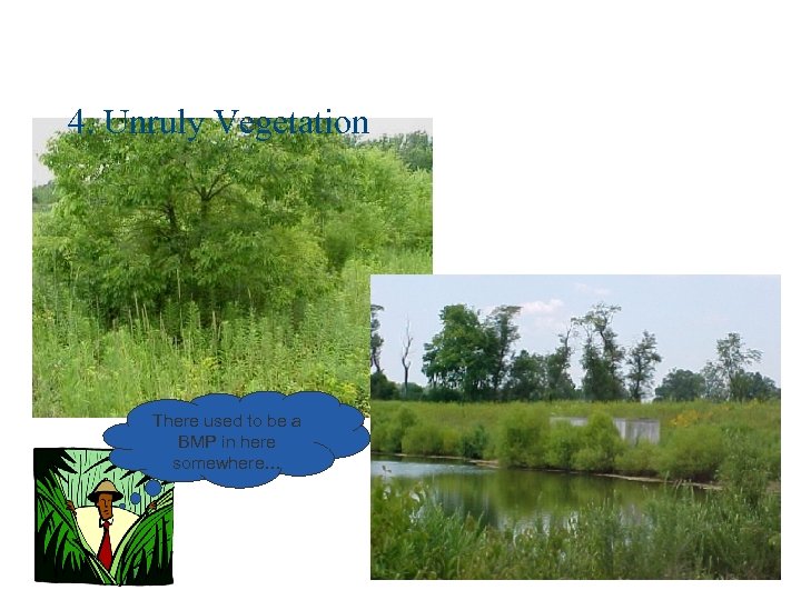 4. Unruly Vegetation There used to be a BMP in here somewhere… 