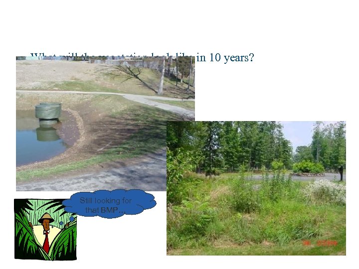 What will the vegetation look like in 10 years? Still looking for that BMP…