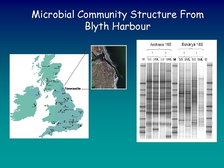 Microbial Community Structure From Blyth Harbour 