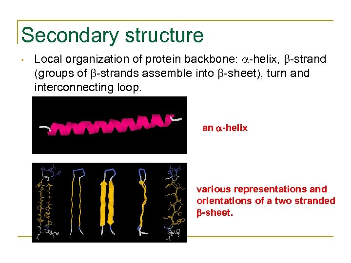 Secondary structure • Local organization of protein backbone: -helix, -strand (groups of -strands assemble