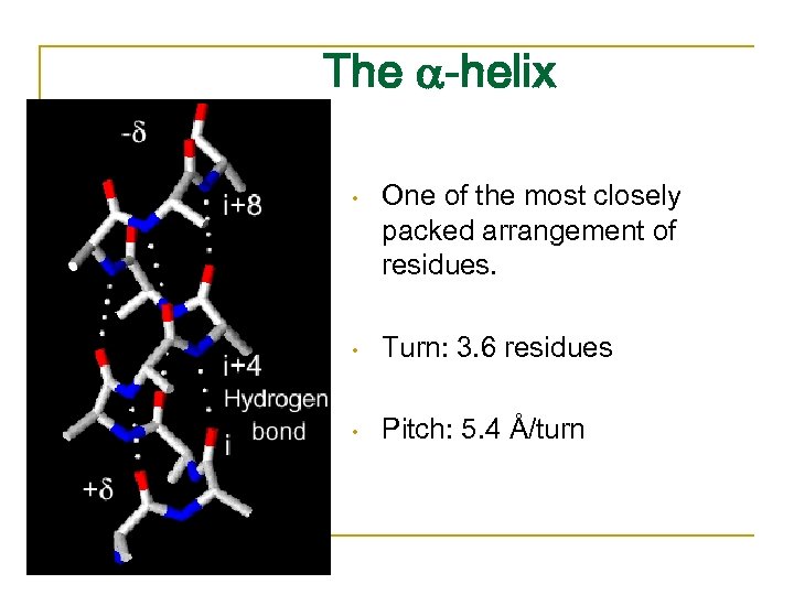 The -helix • One of the most closely packed arrangement of residues. • Turn: