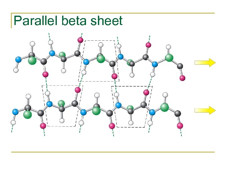 Parallel beta sheet 