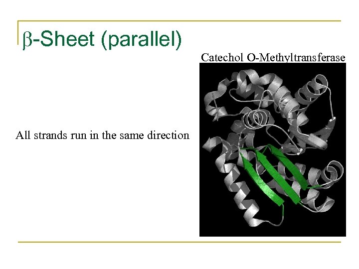  -Sheet (parallel) All strands run in the same direction Catechol O-Methyltransferase 