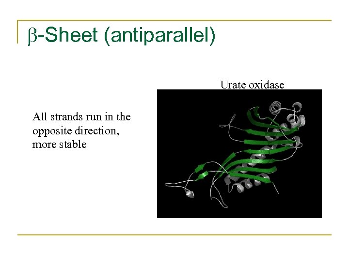  -Sheet (antiparallel) Urate oxidase All strands run in the opposite direction, more stable