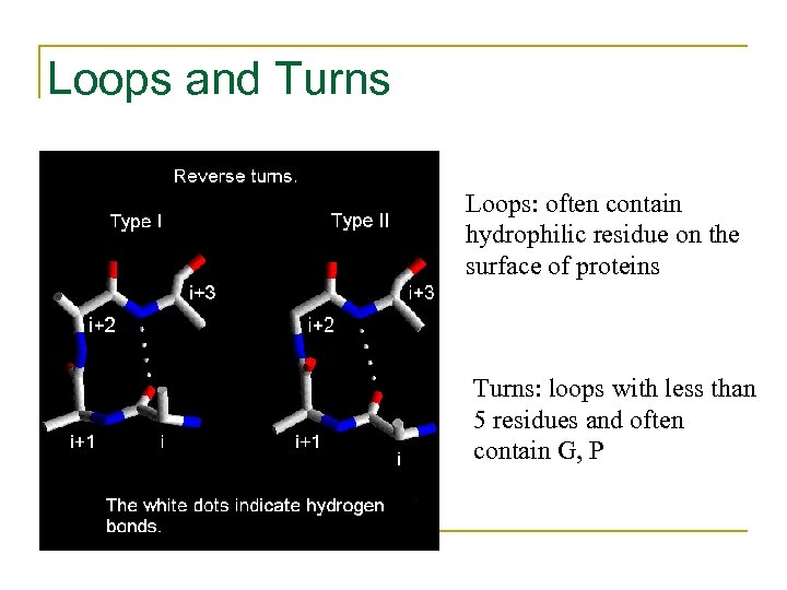 Loops and Turns Loops: often contain hydrophilic residue on the surface of proteins Turns: