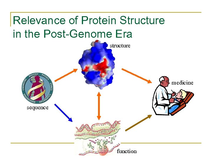 Relevance of Protein Structure in the Post-Genome Era structure medicine sequence function 