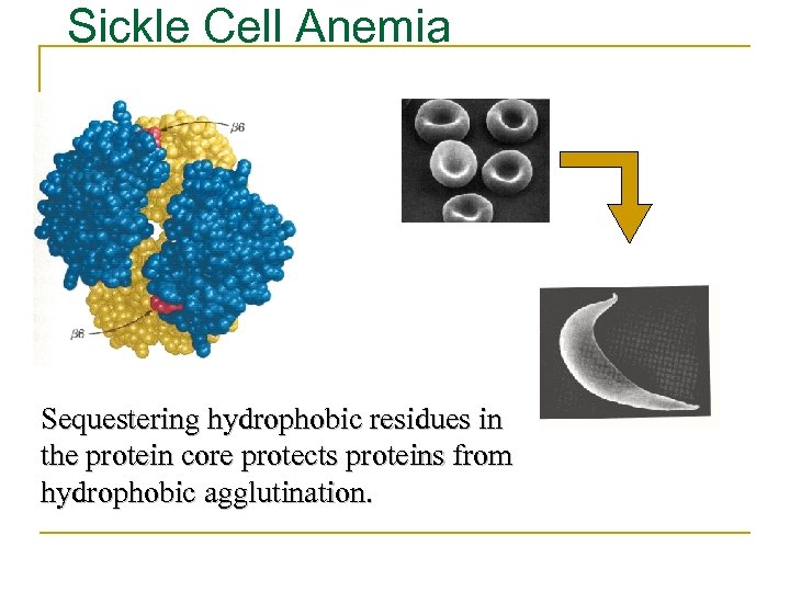 Sickle Cell Anemia Sequestering hydrophobic residues in the protein core protects proteins from hydrophobic