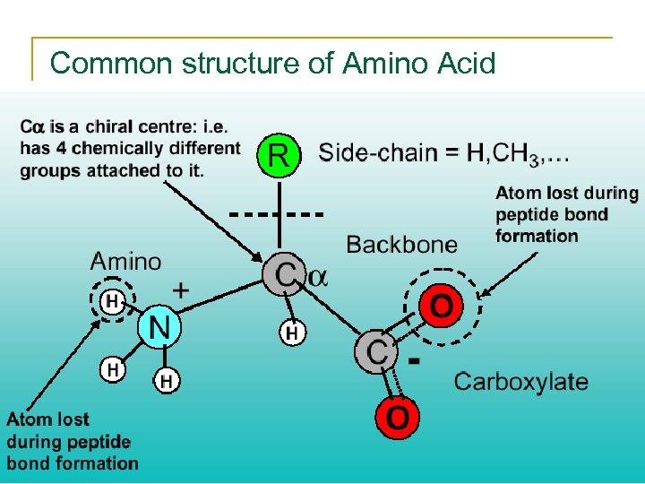 Common structure of Amino Acid 