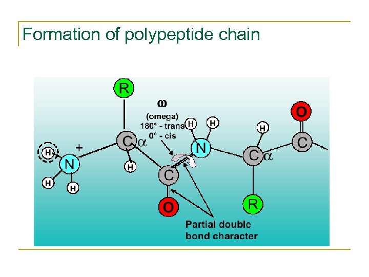 Formation of polypeptide chain 