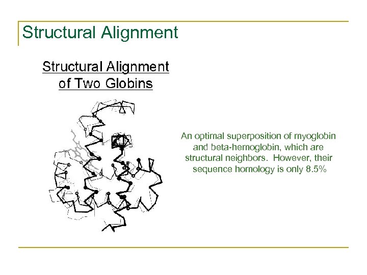 Structural Alignment An optimal superposition of myoglobin and beta-hemoglobin, which are structural neighbors. However,