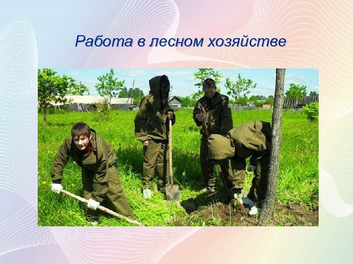 Работа в лесном хозяйстве 