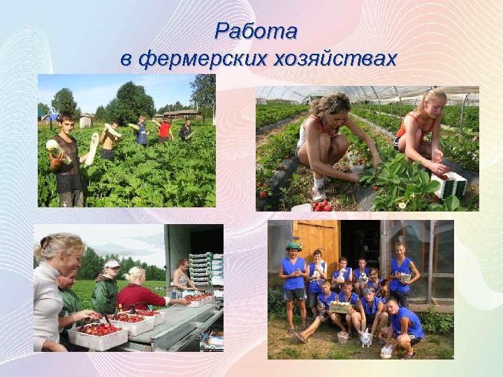 Работа в фермерских хозяйствах 