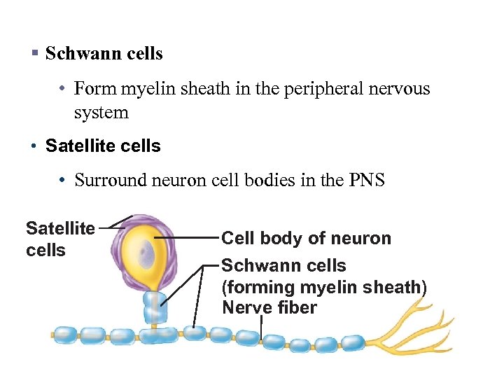 Nervous Tissue: Support Cells § Schwann cells • Form myelin sheath in the peripheral