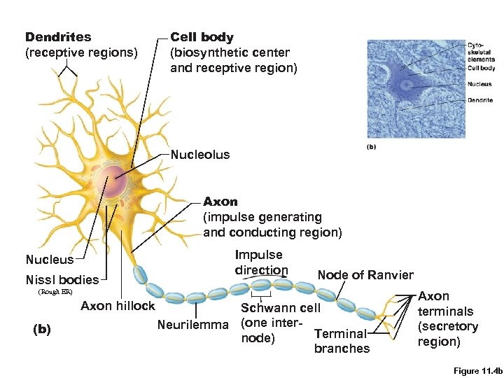 Dendrites (receptive regions) Cell body (biosynthetic center and receptive region) Nucleolus Axon (impulse generating