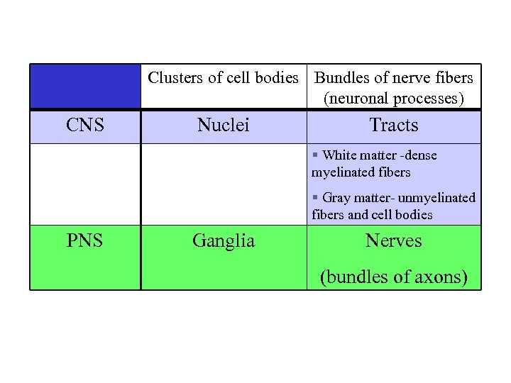 Neuron Cell Body Names and Locations Clusters of cell bodies Bundles of nerve fibers