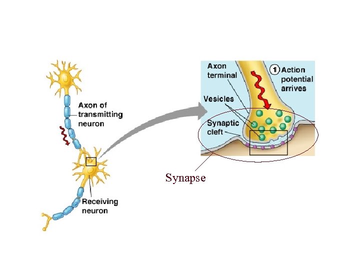 Axons and Connection(s) to Other Neurons Synapse 