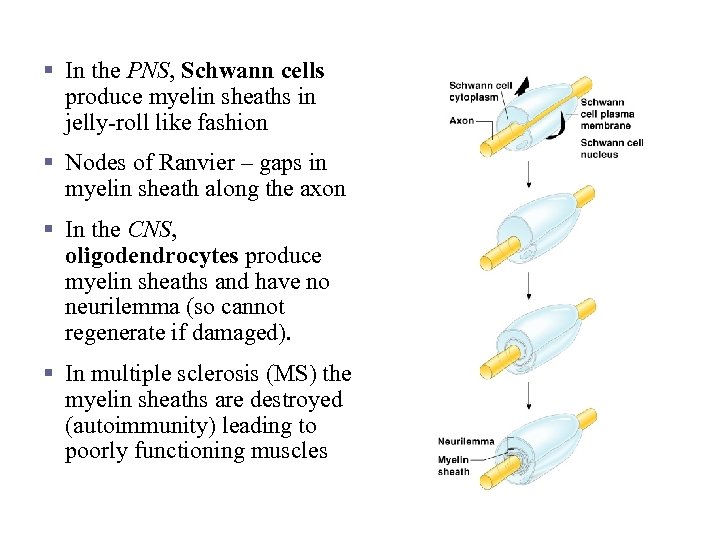 Nerve Fiber Coverings § In the PNS, Schwann cells produce myelin sheaths in jelly-roll