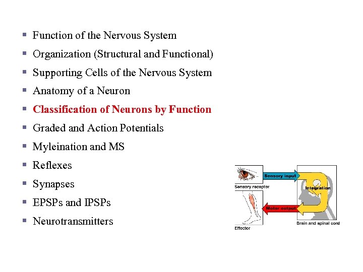 Nervous Tissue and Function § Function of the Nervous System § Organization (Structural and