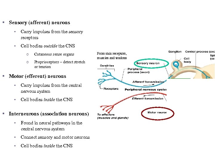 Functional Classification of Neurons § Sensory (afferent) neurons • Carry impulses from the sensory