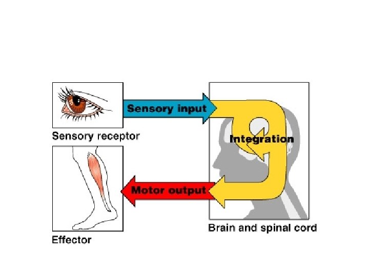 Functional Classification of the Peripheral Nervous System 