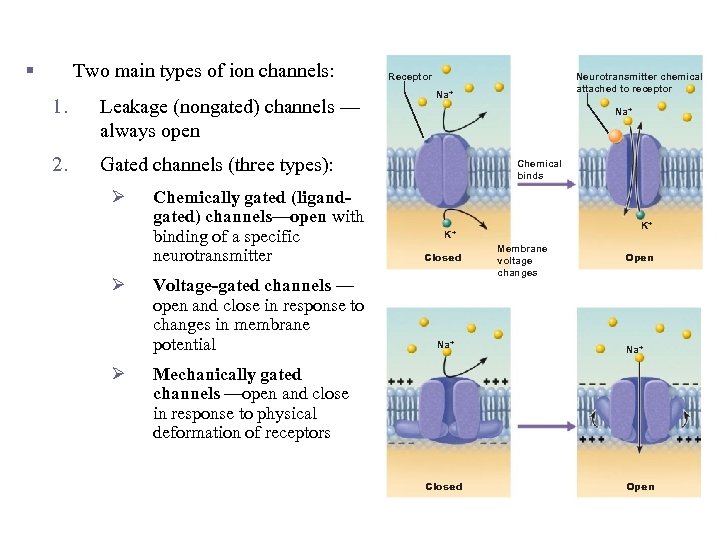 Role of Membrane Ion Channels (Protein “Gates”) § Two main types of ion channels: