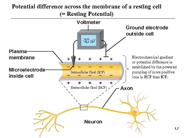 Potential difference across the membrane of a resting cell (= Resting Potential) Voltmeter Plasma