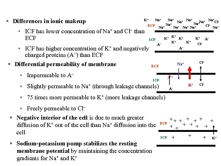 Resting Membrane Potential § Differences in ionic makeup + K+ Na+ Na+ + Na