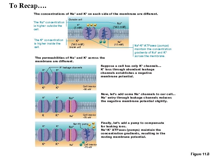 To Recap…. The concentrations of Na+ and K+ on each side of the membrane