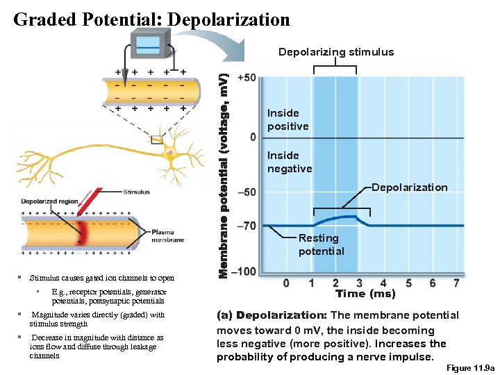 Graded Potential: Depolarization Depolarizing stimulus Inside positive Inside negative Depolarization Resting potential § Stimulus