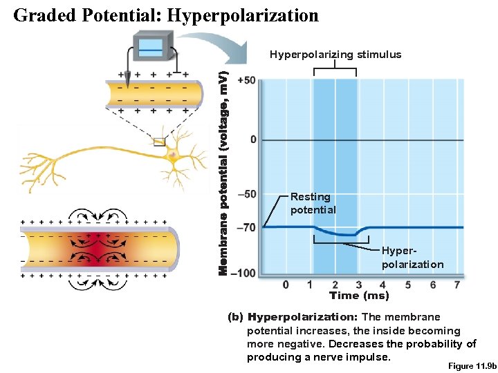 Graded Potential: Hyperpolarization Hyperpolarizing stimulus Resting potential Hyperpolarization Time (ms) (b) Hyperpolarization: The membrane