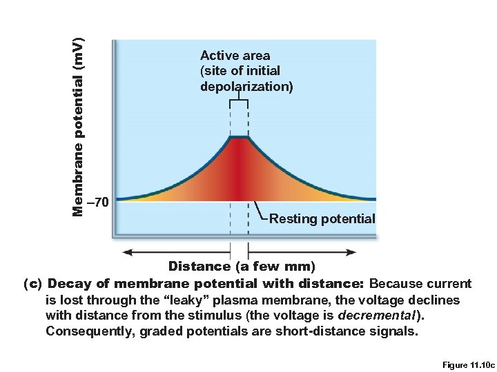 Membrane potential (m. V) Active area (site of initial depolarization) – 70 Resting potential